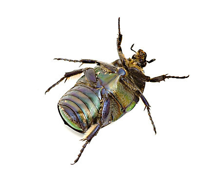 포토 JPG 해외이미지 동물 곤충 백그라운드 자연 사람없음 초록색 빛 흰색 닫기 딱정벌레 에메랄드 고립 해외202004 해외포토 컬러 모션 보석 생태계 파일형식 이미지허브