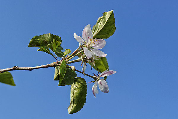 포토 JPG 해외이미지 나무 식물 계절 공원 꽃 잎 자연 하늘 사람없음 초록색 여름 파란색 봄 벚꽃 흰색 나뭇가지 개화 체리 사과 해외202004 해외포토 공공시설 컬러 과일 생태계 파일형식 이미지허브