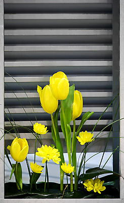 포토 JPG 해외이미지 식물 디자인 꽃 벽 패턴 창문 주택 프레임 안전 사람없음 건물 장식 초록색 빛 상자 노란색 금속 정원 봄 기쁨 도시 바 오픈 고급 우아함 철 묘사 보안 스타일 해외202004 해외포토 건축물 계절 감정 컬러 컨셉 무늬 재질 파일형식 이미지허브