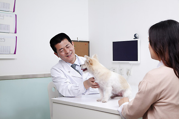 포토 JPG 해외이미지 직업 한마리 라이프스타일 긴머리 40대 넥타이 짧은머리 갈색머리 실내 병원 앉기 상반신 두명 가로 30대 반려동물 컬러풀 건강관리 중국 가축 의사 잡기 실험복 개 책상 옷입기 베이징 조심 수의사 돌봄 의료성형뷰티 쓰다듬기 시리즈 해외202004 해외포토 동물 1 헤어스타일 잡화 아시아 컬러 중년 가구 포유류 의학 모션 건강 관리 사람 내부 생활 장년 의료진 가운 파일형식 이미지허브