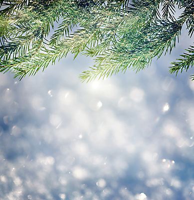 포토 JPG 해외이미지 나무 식물 전통 백그라운드 크리스마스 겨울 부분 자연 표면 휴가 새로움 사람없음 장식 초록색 파란색 빛 얼음 축제 공백 추위 흰색 나뭇가지 신선 눈송이 크리스탈 연도 서리 상록수 침엽수 전나무 가문비나무 해외202004 해외포토 자연요소 계절 기념일 컬러 컨셉 눈_날씨 광석 생태계 파일형식 이미지허브