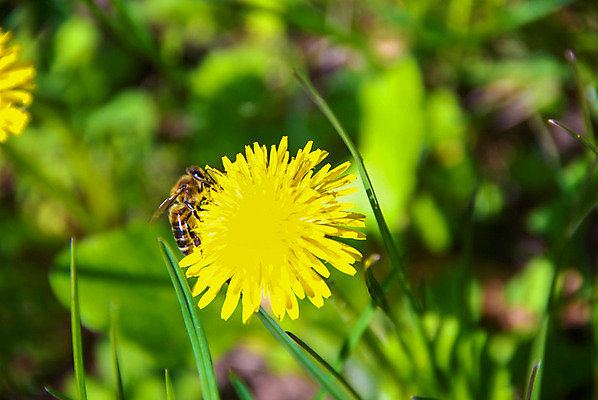 포토 JPG 해외이미지 식물 계절 꽃잎 꽃 야생동물 백그라운드 꽃무늬 밭 농업 자연 벽지 사람없음 초록색 여름 노란색 정원 봄 흰색 신선 벌 심볼 싱글 내추럴 고립 해외202004 해외포토 동물 산업 컬러 곤충 무늬 생태계 파일형식 이미지허브