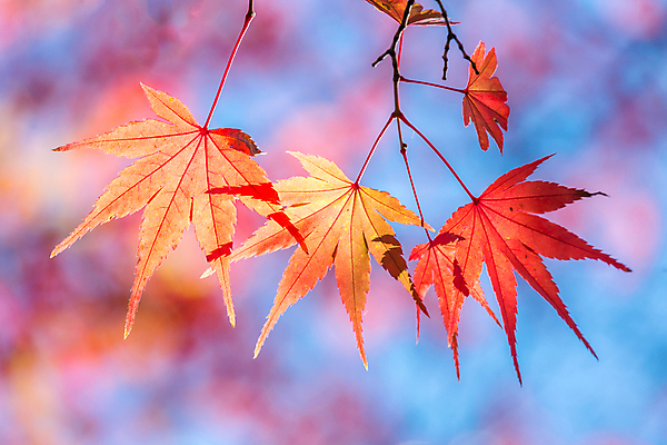 포토 JPG 해외이미지 나무 식물 계절 공원 백그라운드 컨셉 단풍 잎 패턴 오렌지 자연 벽지 추상 프레임 건조 풍경 사람없음 빨간색 빛 컬러풀 태양 노란색 환경 일본 맑음 활발 덮개 가을 숲 묘사 유기농 질감 보케 내추럴 블러 해외202004 해외포토 자연요소 웰빙 공공시설 아시아 컬러 무늬 과일 날씨 뚜껑 생태계 파일형식 이미지허브