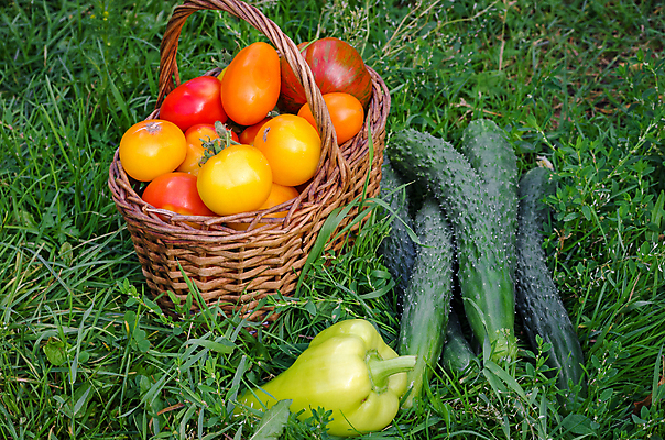 포토 JPG 해외이미지 음식 백그라운드 농업 다이어트 토마토 채소 과일 재료 자연 오이 건강 사람없음 야외 빨간색 초록색 여름 정원 수확 가을 신선 농부 준비 유기농 날것 후추 내추럴 채소밭 숙성 채식주의자 해외202004 해외포토 직업 웰빙 계절 산업 컬러 밭 향신료 생태계 채식 파일형식 이미지허브