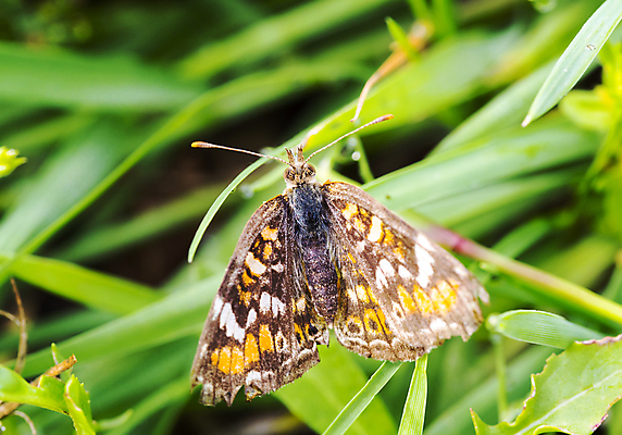 포토 JPG 해외이미지 나무 식물 동물 공원 야생동물 곤충 자연 아침 추상 전등 종류 그림자 사람없음 목재 컬러풀 환경 정원 검은색 모임 관찰 그룹 벌레 작음 나무껍질 서식지 수유 식민지 많음 해외202004 해외포토 주간 공공시설 컬러 컨셉 무늬 재료 모션 조명 껍질 크기 생태계 파일형식 이미지허브