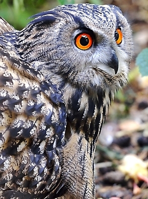 포토 JPG 해외이미지 동물 시선 오렌지 조류 사람없음 빨간색 야간 깃털 부엉이 해외202004 해외포토 자연요소 컬러 과일 파일형식 이미지허브