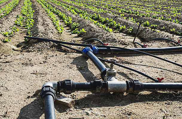 포토 JPG 해외이미지 식물 산업 음식 잎 농업 채소 자연 건강 사람없음 초록색 물 농장 정원 놀이방 샐러드 수확 성장 신선 액체 상추 유기농 원예 튜브 밭일 줄서기 해외202004 해외포토 자연요소 웰빙 컬러 모션 취미 생태계 파일형식 이미지허브