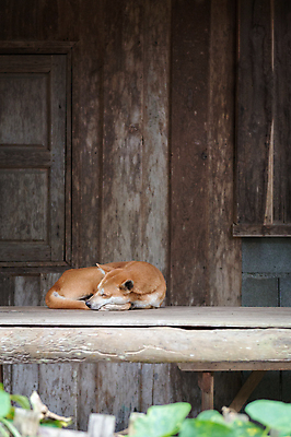 포토 JPG 해외이미지 동물 1 응시 공원 행복 아시아 얼굴 백그라운드 포유류 태국 자연 휴가 휴식 주택 털 경비 사람없음 야외 소파 갈색 귀여움 흰색 잠 황금 개 리트리버 달콤 강아지 작음 송곳니 옛날 유래 해외202004 해외포토 시선 공공시설 감정 나라 컬러 컨셉 의자 안전 건물 신체부위 반려동물 맛 치아 보호 크기 생태계 파일형식 이미지허브