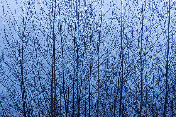 포토 JPG 해외이미지 나무 백그라운드 사람없음 파란색 안개 나뭇가지 대머리 자작나무 해외202004 해외포토 식물 헤어스타일 컬러 날씨 파일형식 이미지허브