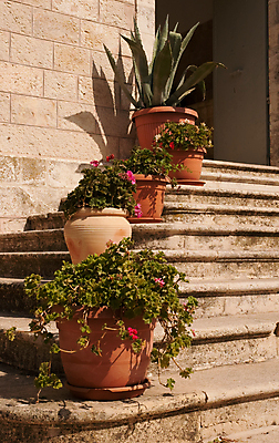 포토 JPG 해외이미지 식물 꽃 화분 잎 사다리 자연 사람없음 여름 빛 환경 바위 점토 단계 천연기념물 구시가지 리프팅 세기 예루살렘 이스라엘 입력 해외202004 해외포토 계절 모션 돌_바위 도구 생태계 서아시아 파일형식 이미지허브