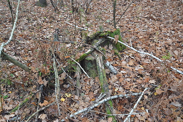 포토 JPG 해외이미지 나무 식물 계절 공원 백그라운드 잎 자연 아침 이끼 풍경 사람없음 야외 목재 초록색 여름 환경 봄 성장 가을 숲 질감 뿌리 나무껍질 내추럴 땅바닥 옛날 해외202004 해외포토 주간 공공시설 컬러 재료 바닥 껍질 생태계 파일형식 이미지허브