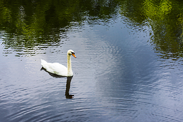 포토 JPG 해외이미지 주간 한마리 호수 사람없음 야외 백조 해외202004 해외포토 자연요소 1 조류 파일형식 이미지허브