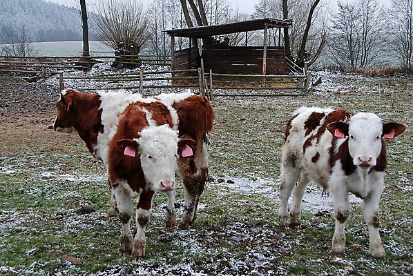 포토 JPG 해외이미지 동물 구름 겨울 농업 사람없음 초록색 울타리 농장 목장 시골 쌍 소 수술 작음 방목 호기심 장면 송아지 기르기 송아지고기 신발장 해외202004 해외포토 자연요소 계절 감정 산업 새끼 컬러 컨셉 포유류 의학 육류 치료 담장 축산업 크기 돌봄 파일형식 이미지허브