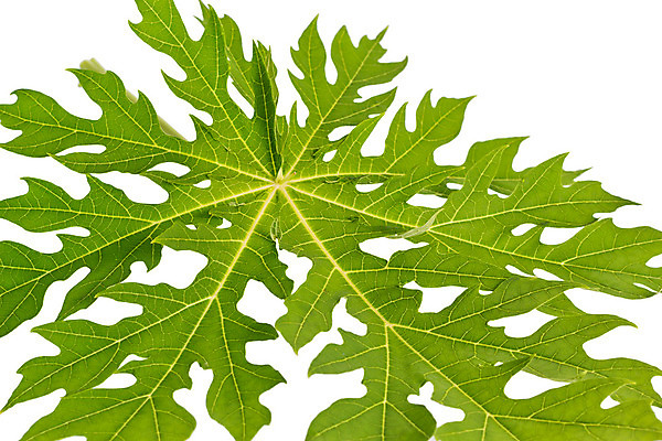 포토 JPG 해외이미지 모양 나무 식물 계절 백그라운드 잎 패턴 과일 자연 사람없음 초록색 여름 봄 흰색 신선 묘사 오브젝트 싱글 유기농 질감 고립 엘리먼트 파파야 해외202004 해외포토 웰빙 컬러 무늬 열대과일 생태계 파일형식 이미지허브