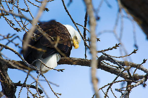 포토 JPG 해외이미지 주간 야생동물 사람없음 야외 독수리 흰머리독수리 해외202004 해외포토 자연요소 동물 조류 파일형식 이미지허브