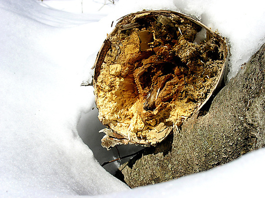 포토 JPG 해외이미지 나무 식물 계절 공원 겨울 자연 사람없음 목재 정원 추위 숲 묘사 질감 생물학 자작나무 잡동사니 깨짐 해외202004 해외포토 공공시설 교육 컨셉 재료 생태계 파일형식 이미지허브