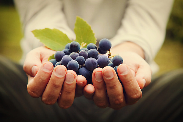 포토 JPG 해외이미지 식물 손 계절 음식 잎 농업 과일 자연 하늘 포도 노동자 건강 관리 사람 사람없음 빨간색 초록색 여름 파란색 와인 보라색 수확 가을 흰색 시골 신선 잡기 맛 다발 수집 유기농 포도밭 포도나무 내추럴 밭일 숙성 양조장 해외202004 해외포토 직업 웰빙 산업 컬러 컨셉 밭 모션 주류 신체부위 과일나무 생태계 파일형식 이미지허브