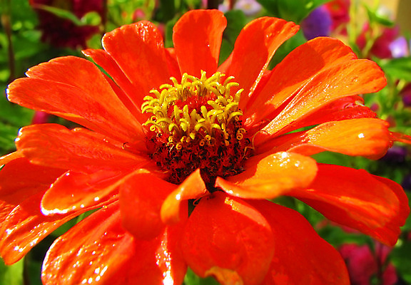 포토 JPG 해외이미지 식물 꽃 꽃무늬 오렌지 자연 사람없음 장식 초록색 여름 정원 벚꽃 달리아 싱글 원예 데이지 캐모마일 해외202004 해외포토 계절 컬러 무늬 과일 취미 허브 생태계 파일형식 이미지허브