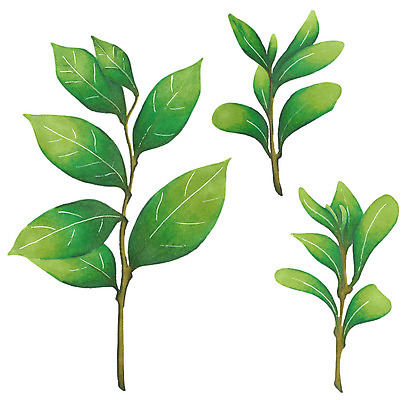 JPG 해외이미지 식물 실루엣 단풍 잎 일러스트 표시 붓터치 수채화 사람없음 그림 번짐 해외202004 해외일러스트 촬영기법 파일형식 효과 이미지허브