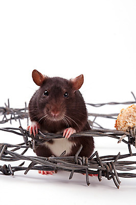 포토 JPG 해외이미지 동물 응시 포유류 수염 털 사람없음 반려동물 갈색 금속 회색 흰색 쥐 설치류 수줍음 심볼 호기심 흰배경 코 꼬리 귀 솜털 고립 해외202004 해외포토 시선 감정 컬러 백그라운드 컨셉 재질 신체부위 파일형식 이미지허브