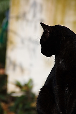 포토 JPG 해외이미지 동물 포유류 수염 털 사람없음 반려동물 검은색 고양이 할로윈 고립 혼자 해외202004 해외포토 컬러 파일형식 이미지허브