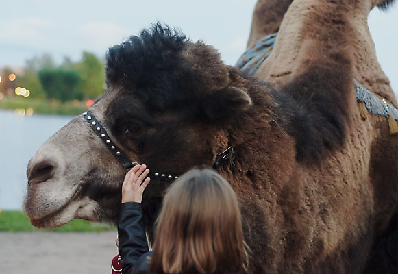 포토 JPG 해외이미지 동물 전통 손 여자 문화 어린이 바다 여행 포유류 자연 하늘 휴가 사랑 사람 사람없음 야외 물 파란색 태양 머리 여행객 터치 추위 뜨거움 장면 낙타 북쪽 동쪽 스카이라인 혹 단봉낙타 돌봄 해외202004 해외포토 자연요소 감정 컬러 모션 신체부위 방향 생태계 파일형식 이미지허브