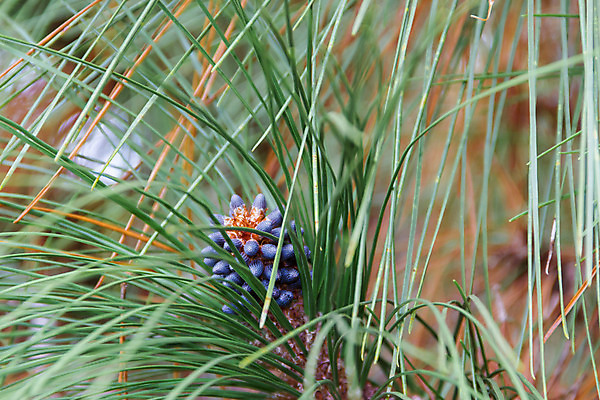 포토 JPG 해외이미지 나무 식물 계절 백그라운드 크리스마스 자연 휴가 사람없음 초록색 여름 봄 가을 나뭇가지 소나무 소프트포커스 숲 묘사 솔방울 상록수 침엽수 전나무 원뿔 내추럴 가문비나무 해외202004 해외포토 도형 기념일 컬러 촬영기법 생태계 파일형식 이미지허브