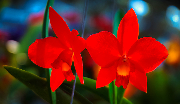 포토 JPG 해외이미지 식물 계절 꽃잎 꽃 꽃다발 백그라운드 꽃무늬 자연 선물 사람없음 장식 초록색 여름 머리 정원 스파 화목 봄 활발 개화 난초 고급 우아함 맛 냄새 아로마 향 단아함 해외202004 해외포토 컬러 컨셉 무늬 신체부위 생태계 파일형식 이미지허브