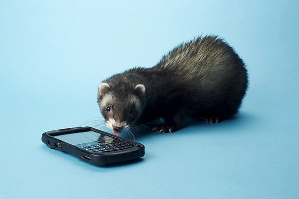 포토 JPG 해외이미지 동물 척추동물 새끼 포유류 생물 털 사람없음 반려동물 검은색 가축 분노 설치류 파란배경 육식동물 해외202004 해외포토 멸종위기종 감정 컬러 백그라운드 파란색 파일형식 이미지허브