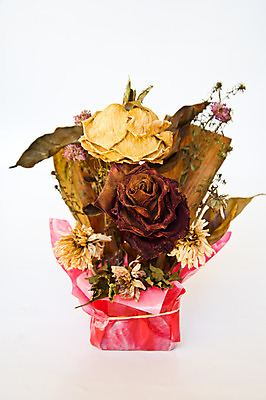 포토 JPG 해외이미지 식물 꽃잎 꽃 줄기 백그라운드 잎 꽃무늬 신체 자연 프레임 건조 사랑 사람없음 장식 빨간색 장미 갈색 수확 벚꽃 축하 죽음 싱글 내추럴 옛날 취급주의 해외202004 해외포토 감정 컬러 컨셉 무늬 농업 경고 생태계 파일형식 이미지허브