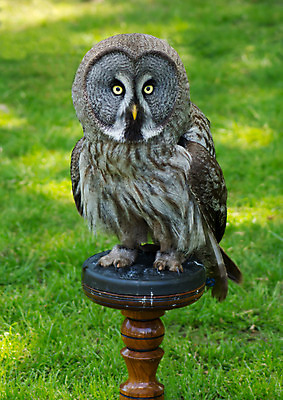 포토 JPG 해외이미지 동물 응시 야생동물 조류 서기 사람없음 깃털 부엉이 해외202004 해외포토 시선 모션 파일형식 이미지허브