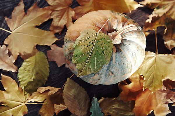 포토 JPG 해외이미지 주간 전통 계절 음식 컨셉 단풍 잎 채소 오렌지 자연 호박 휴가 사람없음 야외 목재 장식 가로 햇빛 환경 축제 활발 할로윈 가을 시골 축하 널 심볼 오브젝트 10월 내추럴 강렬 숙성 그리너리 세관 해외202004 해외포토 자연요소 나무 식물 과일 재료 태양 날짜 생태계 파일형식 트랜드컬러 관세청 이미지허브