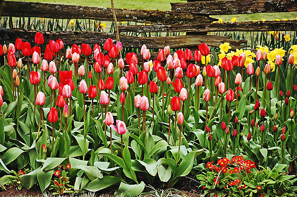 포토 JPG 해외이미지 식물 꽃잎 꽃 꽃무늬 전구 자연 사람없음 빨간색 울타리 컬러풀 정원 봄 튤립 벚꽃 개화 원예 수선화 해외202004 해외포토 계절 컬러 무늬 취미 담장 생태계 파일형식 이미지허브