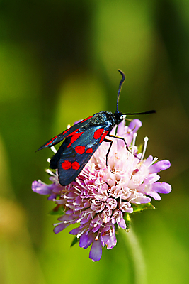 포토 JPG 해외이미지 동물 꽃 야생동물 나비 곤충 패턴 날개 오렌지 자연 안테나 사람없음 야외 초록색 컬러풀 노란색 환경 정원 검은색 봄 황무지 변화 우아함 보호 작음 내추럴 변태 수유 해외202004 해외포토 식물 계절 컬러 컨셉 무늬 과일 통신 크기 생태계 파일형식 이미지허브