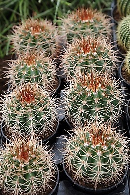 포토 JPG 해외이미지 식물 꽃 줄기 백그라운드 잎 꽃무늬 패턴 자연 선인장 건조 사람없음 초록색 여름 지구본 정원 흙 사막 성장 벚꽃 뜨거움 원형 가시 닫기 발사 척추 질감 날카로움 스파이크 돌봄 이국적 해외202004 해외포토 도형 계절 컬러 무늬 모션 뼈 생태계 파일형식 이미지허브