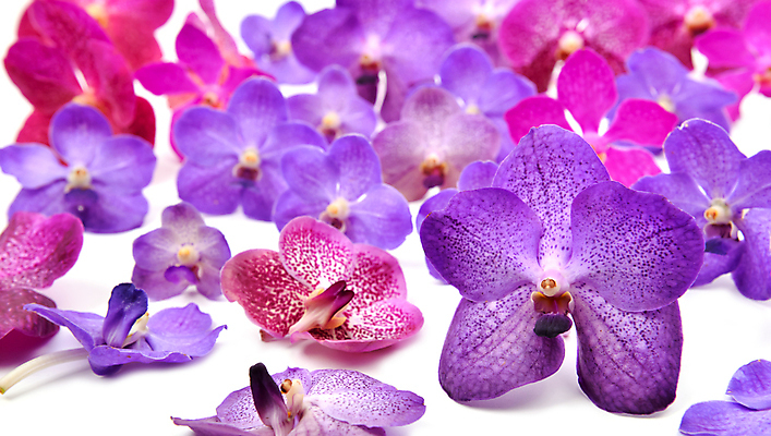 포토 JPG 해외이미지 식물 꽃잎 꽃 분홍색 백그라운드 꽃무늬 자연 사람없음 빨간색 파란색 보라색 벚꽃 흰색 신선 개화 난초 자주색 오브젝트 향기 냄새 아로마 향 잡종 고립 해외202004 해외포토 컬러 무늬 생태계 파일형식 이미지허브