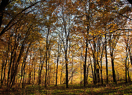 포토 JPG 해외이미지 나무 식물 계절 공원 백그라운드 단풍 잎 자연 추상 풍경 사람없음 야외 빨간색 초록색 여름 빛 햇빛 태양 노란색 걷기 일본 활발 하이킹 안개 성장 가을 나뭇가지 황금 숲 오솔길 장면 빛망울 10월 멀티 해외202004 해외포토 자연요소 공공시설 아시아 길 컬러 컨셉 무늬 모션 레저 날씨 날짜 생태계 파일형식 이미지허브