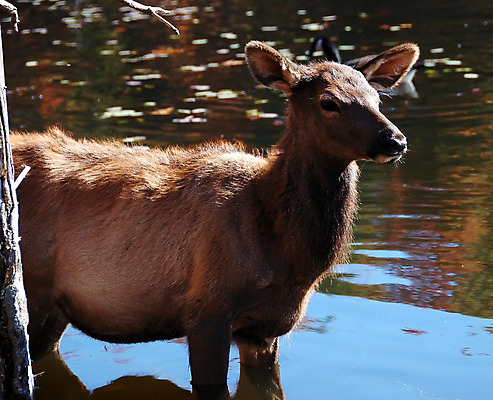 포토 JPG 해외이미지 나무 동물 공원 남자 호수 야생동물 포유류 자연 뿔 동물원 사람없음 야외 물 달러 가을 바퀴자국 황소 엘크 와이오밍 전국 해외202004 해외포토 자연요소 식물 계절 공공시설 돈 자국 사람 소 생태계 파일형식 이미지허브