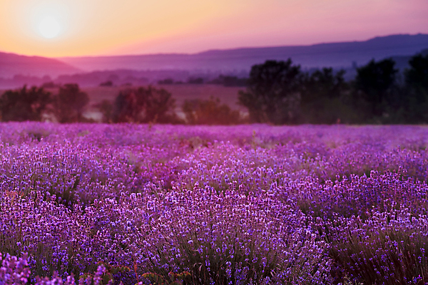 포토 JPG 해외이미지 나무 식물 구름 꽃 여행 잎 밭 농업 자연 하늘 풍경 사람없음 야외 여름 농작물 컬러풀 태양 농장 보라색 침묵 황혼 일몰 새벽 활발 성장 시골 조경 장면 라벤더 7월 멀티 줄서기 세련 해외202004 해외포토 자연요소 계절 산업 컬러 컨셉 모션 노을 소리 날짜 허브 생태계 파일형식 이미지허브