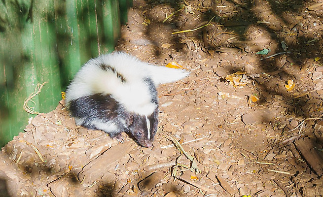 포토 JPG 해외이미지 동물 얼굴 야생동물 모래 캐나다 포유류 멕시코 바닥 털 동물원 사람없음 반려동물 머리 쌓기 검은색 미국 줄무늬 흰색 모피 코 꼬리 냄새 육식동물 육식 솜털 주둥이 악취 거짓말 땅바닥 이국적 해외202004 해외포토 컬러 북아메리카 무늬 모션 신체부위 파일형식 이미지허브