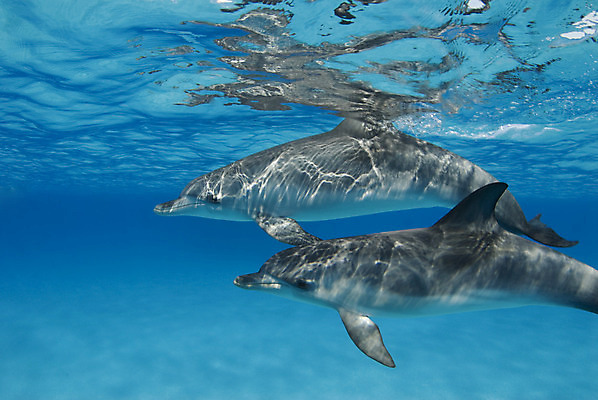 포토 JPG 해외이미지 바다 포유류 자연 사람없음 태양 수면 돌고래 소금 대서양 해외202004 해외포토 자연요소 동물 물 수중동물 생태계 파일형식 이미지허브