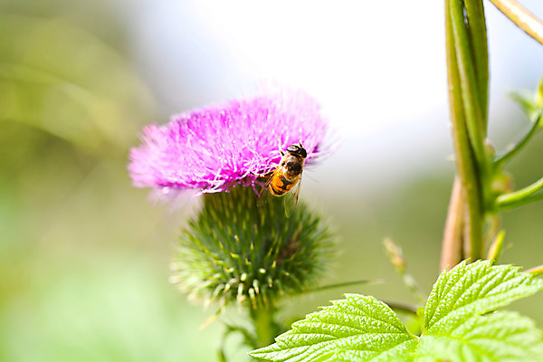포토 JPG 해외이미지 식물 계절 꽃 줄기 분홍색 곤충 백그라운드 잎 꽃무늬 자연 포도 사람없음 야외 초록색 여름 컬러풀 머리 보라색 들꽃 벚꽃 가시 닫기 벌 척추 날카로움 엉겅퀴 내추럴 해외202004 해외포토 동물 컬러 무늬 과일 모션 뼈 신체부위 생태계 파일형식 이미지허브
