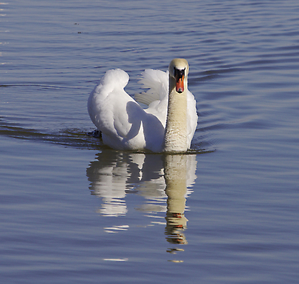포토 JPG 해외이미지 주간 한마리 호수 사람없음 야외 백조 해외202004 해외포토 자연요소 1 조류 파일형식 이미지허브
