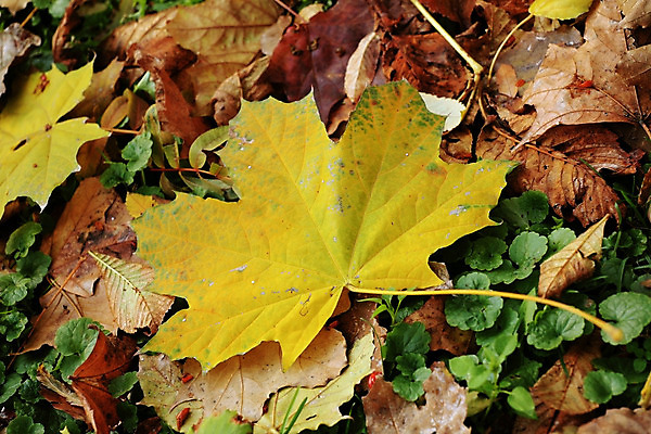 포토 JPG 해외이미지 나무 식물 디자인 계절 공원 백그라운드 단풍 잎 오렌지 자연 추상 건조 사람없음 야외 빨간색 초록색 햇빛 갈색 노란색 활발 가을 나뭇가지 시골 비교 황금 떨어짐 숲 큼 오브젝트 부드러움 정맥 엘리먼트 해외202004 해외포토 공공시설 컬러 컨셉 무늬 과일 태양 감각 크기 생태계 혈관 파일형식 이미지허브