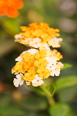 포토 JPG 해외이미지 식물 공원 꽃 여행 꽃무늬 패턴 밭 자연 사람없음 야외 초록색 파란색 빛 컬러풀 정원 보라색 봄 벚꽃 신선 닫기 해외202004 해외포토 계절 공공시설 컬러 무늬 농업 모션 생태계 파일형식 이미지허브