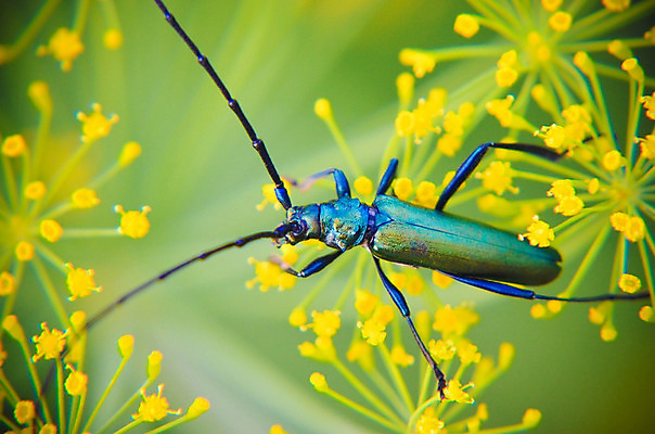 포토 JPG 해외이미지 식물 동물 야생동물 곤충 백그라운드 잎 절지류 발 자연 뿔 종류 앉기 사람없음 야외 초록색 환경 정원 검은색 개화 벌레 작음 큼 허브 딱정벌레 묘사 유기농 멸종 염소자리 내추럴 동물상 딜 생존 해외202004 해외포토 웰빙 꽃 컬러 모션 신체부위 조형물 별자리 크기 생태계 파일형식 이미지허브