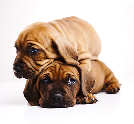 포토 JPG 해외이미지 반려견 새끼 엎드리기 두마리 실내 사람없음 반려동물 귀여움 기댐 강아지 승차 닥스훈트 흰배경 해외202004 해외포토 동물 백그라운드 컨셉 2 모션 내부 흰색 개 파일형식 이미지허브