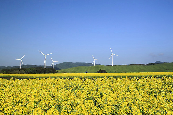 포토 JPG 해외이미지 산업 밭 자연 하늘 바람 사람없음 농장 노란색 환경 힘 에너지 보호 유채 에코 프로펠러 세대 혁명 개발 생태학 해외202004 해외포토 자연요소 교육 꽃 컬러 컨셉 농업 날씨 생태계 파일형식 이미지허브