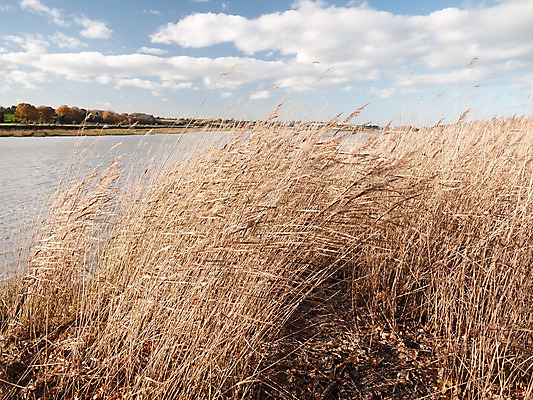 포토 JPG 해외이미지 구름 밭 농업 자연 지팡이 하늘 갈대 풍경 사람없음 야외 가로 물 파란색 강 컬러풀 농장 반사 환경 봄 나뭇가지 시골 티켓 수면 숲 강가 신비 밀 관목 흐림 내추럴 해외202004 해외포토 자연요소 나무 식물 계절 산업 컬러 컨셉 날씨 곡류 생태계 파일형식 이미지허브