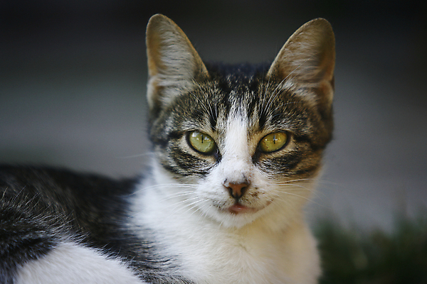 포토 JPG 해외이미지 동물 1 응시 여자 포즈 백그라운드 오렌지 장난 포유류 휴식 수염 털 사람없음 반려동물 갈색 고양이 줄무늬 흰색 황금 닫기 작음 자르기 가득함 꼬리 육식동물 얼룩무늬 솜털 거짓말 고립 스트라이크 차단 해외202004 해외포토 시선 컬러 컨셉 무늬 과일 모션 사람 크기 파일형식 이미지허브